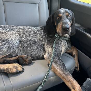 Coonhound Dogs Available for Adoption in Parrish, Alabama - Oliver | PetCurious