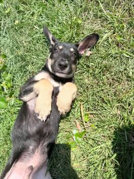 Emmett -  Shepherd and Corgi Dog for Adoption in Wando, South Carolina - Emmett | PetCurious