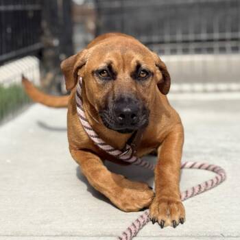 Stormy -  Pit Bull Terrier and Mixed Breed Dog for Adoption in Hawthorne, California - Stormy | PetCurious