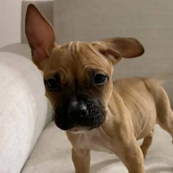 Mixed Breed Dogs Available for Adoption in Normal, Illinois - Chevy | PetCurious