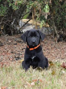 Dakota -  Black Labrador Retriever Dog for Adoption in Spring Hill, Tennessee - Dakota | PetCurious