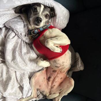 Minnie -  Rat Terrier Dog for Adoption in Ramona, California - Minnie | PetCurious