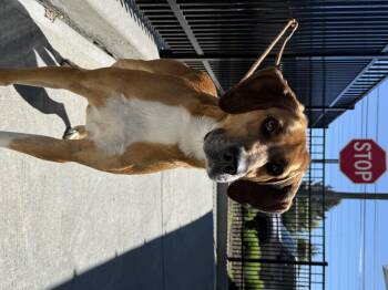 Redbone Coonhound Dogs Available for Adoption in Milford, Connecticut - Travis | PetCurious
