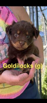 Miniature Pinscher and Spaniel Dogs Available for Adoption in Manchester Township, New Jersey - Goldilocks | PetCurious