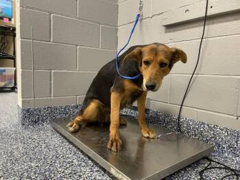 German Shepherd Dog and Mixed Breed Dogs Available for Adoption - LEXI | PetCurious