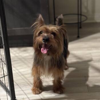 Yorkshire Terrier Dogs Available for Adoption - Unc | PetCurious