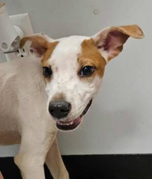 Rescue Hound Dogs for Adoption in Republic, Missouri - Honeydew | PetCurious