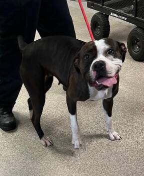 Maggie -  Boxer and Pit Bull Terrier Dog for Adoption in Troy, Ohio - Maggie | PetCurious