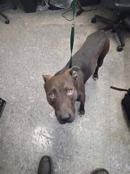 SCOOBY -  Pit Bull Terrier Dog for Adoption in Casper, Wyoming - SCOOBY | PetCurious