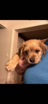 Border Terrier and Redbone Coonhound Dogs Available for Adoption in Honey Brook, Pennsylvania - Ginger | PetCurious