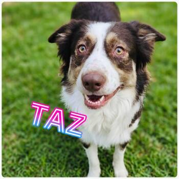Australian Shepherd and Border Collie Dogs Available for Adoption in St. George, Utah - Taz | PetCurious