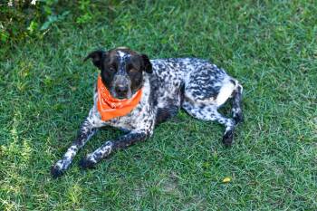 Rescue Australian Cattle Dog Blue Heeler Dogs for Adoption in Bonifay, Florida - Gypsy (Coming Soon) | PetCurious