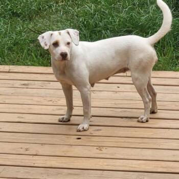 Amber -  American Staffordshire Terrier and Mixed Breed Dog for Adoption in Cumming, Georgia - Amber | PetCurious
