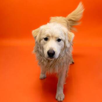 Pen 125c Fin -  Golden Retriever Dog for Adoption in Lawrenceville, Georgia - Pen 125c Fin | PetCurious