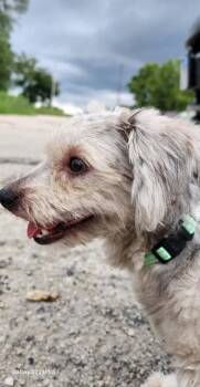 Cleo -  Shih Tzu Dog for Adoption in West Peoria, Illinois - Cleo | PetCurious