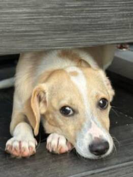 Goose -  Jack Russell Terrier and Beagle Dog for Adoption in Lafayette, California - Goose | PetCurious