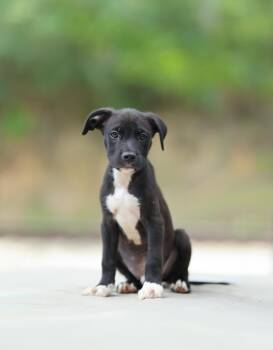Woody -  Black Labrador Retriever and Boxer Dog for Adoption in Lucedale, Mississippi - Woody | PetCurious
