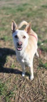 Mixed Breed Dogs Available for Adoption in Sevierville, Tennessee - Perry | PetCurious