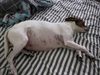 Belly -  Chihuahua Dog for Adoption in Aurora, Colorado - Belly | PetCurious