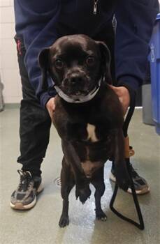 PUCCA -  Mixed Breed Dog for Adoption in Santa Fe, New Mexico - PUCCA | PetCurious