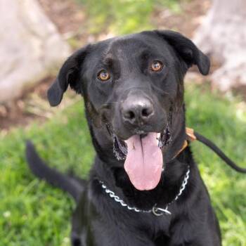 Labrador Retriever Dogs Available for Adoption in San Diego, California - Bodie | PetCurious