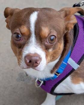 Morty -  Chihuahua and Boston Terrier Dog for Adoption in Kennesaw, Georgia - Morty | PetCurious