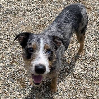 Mixed Breed Dogs Available for Adoption in West Olive, Michigan - Charlie Brown | PetCurious