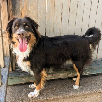 Rescue Australian Shepherd Dogs for Adoption in New Orleans, Louisiana - Remington Steele (Benefactor Dog) | PetCurious