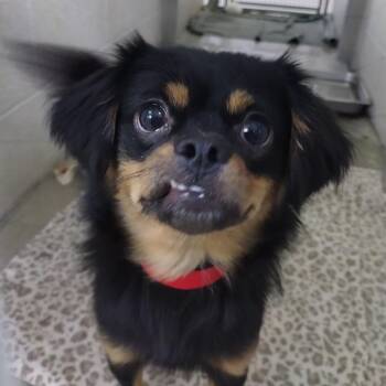 Auntie Ethel -  Cavalier King Charles Spaniel and Chihuahua Dog for Adoption in San Jacinto, California - Auntie Ethel | PetCurious