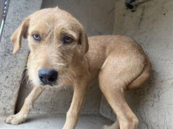 SABRINA -  Irish Terrier Dog for Adoption in Oklahoma City, Oklahoma - SABRINA | PetCurious
