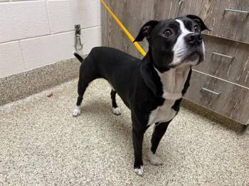 Pit Bull Terrier Dogs Available for Adoption in Colorado Springs, Colorado - DANNY | PetCurious