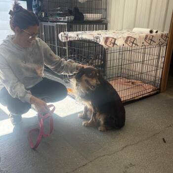 Jack Sparrow -  Australian Shepherd Dog for Adoption in Blairsville, Georgia - Jack Sparrow | PetCurious