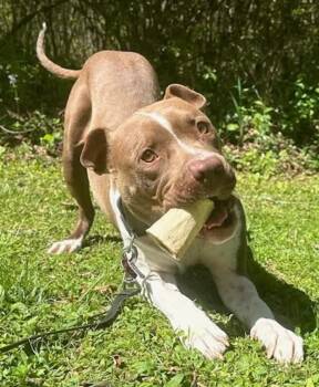 Rescue Boxer and Staffordshire Bull Terrier Dogs for Adoption in Horse Shoe, North Carolina - Peach | PetCurious