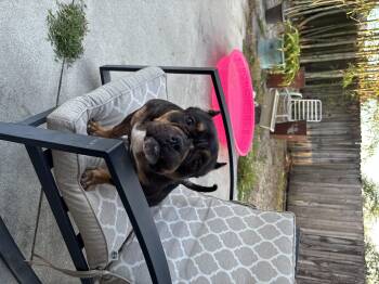 Pit Bull Terrier Dogs Available for Adoption in Grant-Valkaria, Florida - Precious | PetCurious