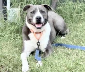 LEVI -  Staffordshire Bull Terrier Dog for Adoption in Houston, Texas - LEVI | PetCurious