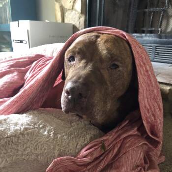 Theo -  Pit Bull Terrier Dog for Adoption in Columbia, South Carolina - Theo | PetCurious