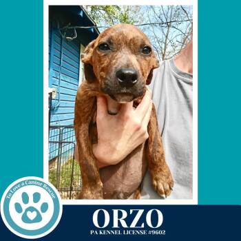 Boxer and Hound Dogs Available for Adoption in Kimberton, Pennsylvania - Orzo (Pasta Pups) 042526 | PetCurious