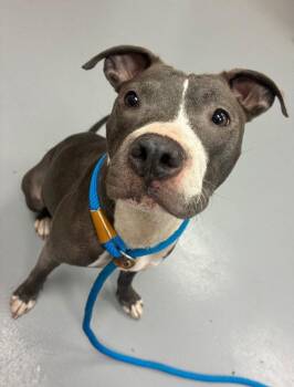 Pit Bull Terrier and Terrier Dogs Available for Adoption in Hartsville, South Carolina - Bernise | PetCurious