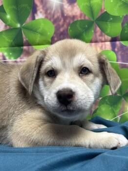 Shepherd and Terrier Dogs Available for Adoption in San Antonio, Texas - Baloo | PetCurious
