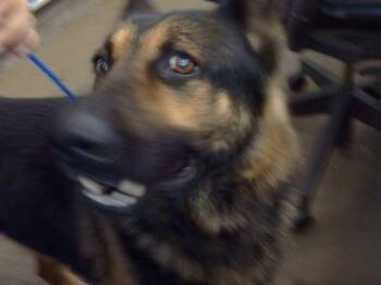 Mixed Breed Dogs Available for Adoption - FANTA | PetCurious