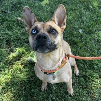 Australian Cattle Dog Blue Heeler Dogs Available for Adoption - Cappy | PetCurious