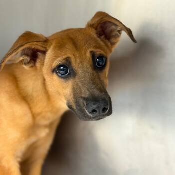 Rat Terrier and Whippet Dogs Available for Adoption in Council Bluffs, Iowa - Frankie | PetCurious