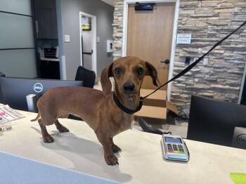 LUNA -  Dachshund Dog for Adoption in Rowlett, Texas - LUNA | PetCurious