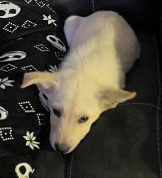 Presley -  German Shepherd Dog Dog for Adoption in Sumter, South Carolina - Presley | PetCurious