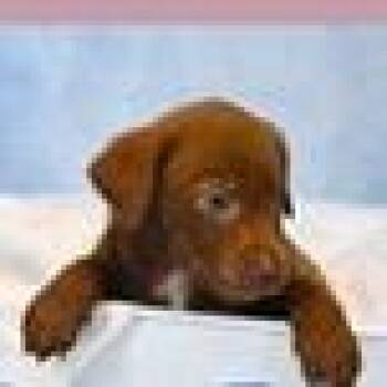 Labrador Retriever and Mixed Breed Dogs Available for Adoption in Tampa, Florida - JJ | PetCurious
