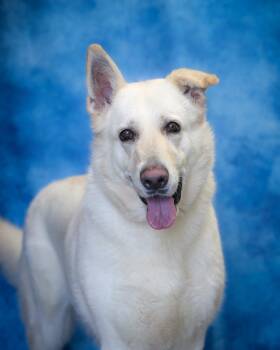 German Shepherd Dog Dogs Available for Adoption - RHIANNON (0375) | PetCurious