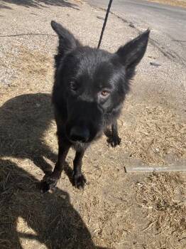 CARDI-B -  German Shepherd Dog and Mixed Breed Dog for Adoption in Dallas, Texas - CARDI-B | PetCurious