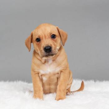 Rescue Pit Bull Terrier and Shepherd Dogs for Adoption in Crystal, Minnesota - Tabasco | PetCurious