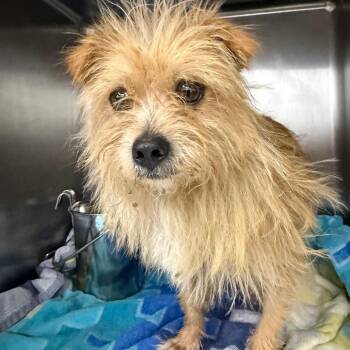 Benny -  Norfolk Terrier and Mixed Breed Dog for Adoption in Abilene, Texas - Benny | PetCurious