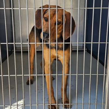 Hound Dogs Available for Adoption - Birdie | PetCurious